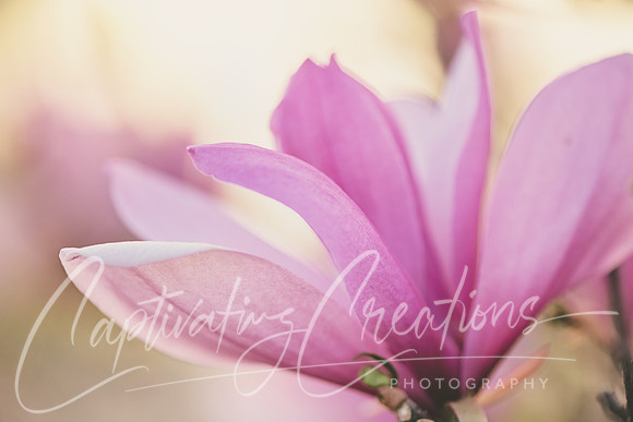 Magnolia