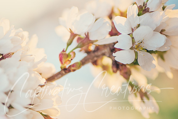 Spring Blossom