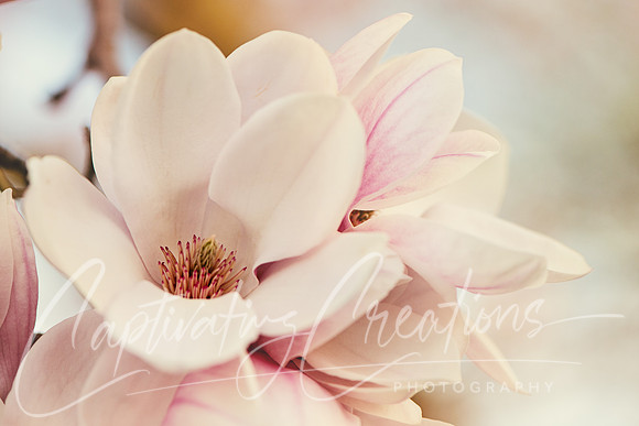 Magnolia
