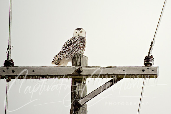 Snowy Owl