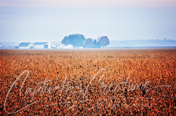 Fall Mornings