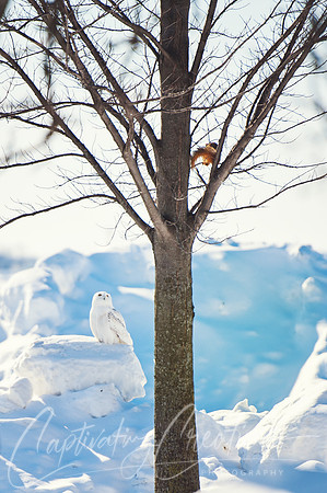 Snowy Owl
