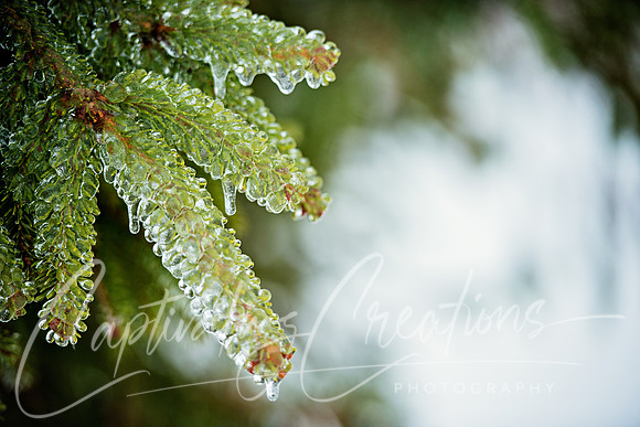 Icy Bough