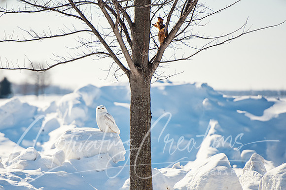 Owl & Squirrel